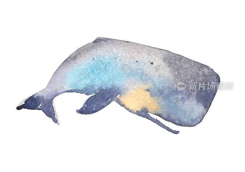 Whale. Sea animal. Watercolor Hand-painted Illustration Isolated on white background